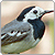  Nature: White Wagtails