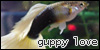  (1) Guppy fish fanlisting
