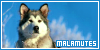  Alaskan malamutes