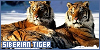  Siberian tigers