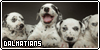  Dalmatians