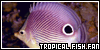  (1) Tropical fish