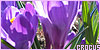  Flowers: Crocus: 