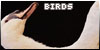  Birds: 