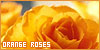  Flowers: Orange roses: 