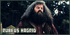  HP : Hagrid: 