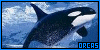  Aquatic: Mammals: Orcas: 