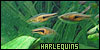  Aquatic: Fish: Harlequin fish: 