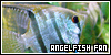  Aquatic: Fish: Angel fish: 