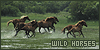  Equines: Horses: Wild: 