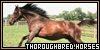  Equines: Horses: Thoroughbred: 