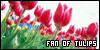  Flowers: Tulips: 