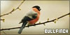  Birds: Bullfinch eli punatulkku: 