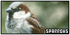  Birds: Sparrows: 