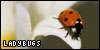  Ladybugs: 