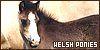  Equines: Horses: Welsh ponies: 