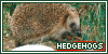 Hedgehogs: 