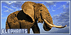  Elephants: 
