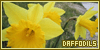  Flowers: Daffodils: 