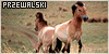  Equines: Horses: Przewalski horse: 