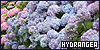  Flowers: Hydrangea (hortensia): 