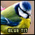 (1) Blue Tits
