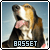  Basset hounds