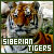  Siberian tigers