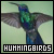  (1) Hummingbirds