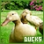  (1) Ducks