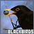  (1) Blackbirds