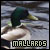  (1) Mallards