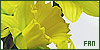  1: Daffodils